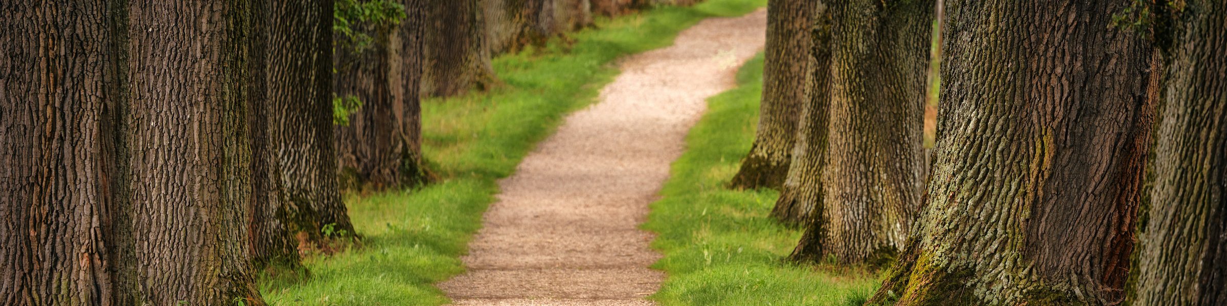 Path through woods